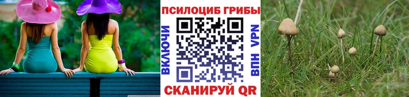 darknet Telegram  наркота  Кызыл  Псилоцибиновые грибы мицелий 